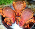  CUA HUỲNH ĐẾ - MÓN ĂN CỦA BẬC ĐẾ  VƯƠNG 
